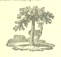An illustration from Robin Hood; a collection of all the ancient poems, songs, and ballads now extant relative to that ... outlaw. To which are prefixed historical anecdotes of his life. [Edited by J. Ritson. With wood engravings by Thomas Bewick (1795)