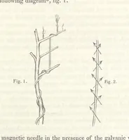 Picture 15 of 78 from Geology and Terrestial Magnetism ... Third edition, with a new and illustrated introduction and appendix, twenty-nine plates, and numerous woodcuts (1865), leaf 101