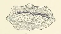 An illustration from The Determination of Rockforming Minerals ... Authorized translation from the first German edition by Erastus G. Smith ... Second edition (1893)