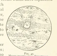 Picture 34 of 61 from The Determination of Rockforming Minerals ... Authorized translation from the first German edition by Erastus G. Smith ... Second edition (1893), leaf 98