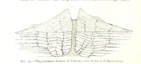 An illustration from Physiography ... New edition (1884)