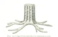 An illustration from Physiography ... New edition (1884)