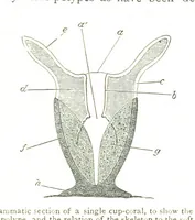 An illustration from Physiography ... New edition (1884)