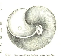 An illustration from Physiography ... New edition (1884)
