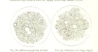 An illustration from Physiography ... New edition (1884)