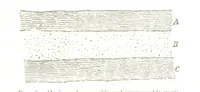 An illustration from Physiography ... New edition (1884)