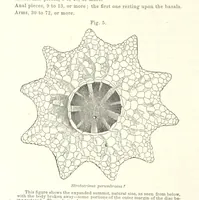 Picture 6 of 88 from Geological Survey of Illinois. A. H. Worthen, Director (1866), leaf 218