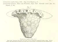 Picture 8 of 88 from Geological Survey of Illinois. A. H. Worthen, Director (1866), leaf 222