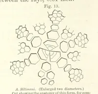 Picture 14 of 88 from Geological Survey of Illinois. A. H. Worthen, Director (1866), leaf 234