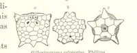 Picture 18 of 88 from Geological Survey of Illinois. A. H. Worthen, Director (1866), leaf 247