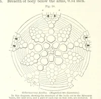 Picture 20 of 88 from Geological Survey of Illinois. A. H. Worthen, Director (1866), leaf 254