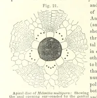 Picture 22 of 88 from Geological Survey of Illinois. A. H. Worthen, Director (1866), leaf 258