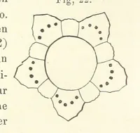 An illustration from Geological Survey of Illinois. A. H. Worthen, Director (1866)