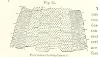 Picture 24 of 88 from Geological Survey of Illinois. A. H. Worthen, Director (1866), leaf 261