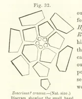 Picture 33 of 88 from Geological Survey of Illinois. A. H. Worthen, Director (1866), leaf 345