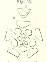 Picture 35 of 88 from Geological Survey of Illinois. A. H. Worthen, Director (1866), leaf 348