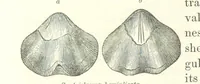Picture 36 of 88 from Geological Survey of Illinois. A. H. Worthen, Director (1866), leaf 354