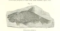 Picture 1 of 88 from Geological Survey of Illinois. A. H. Worthen, Director (1866), leaf 47
