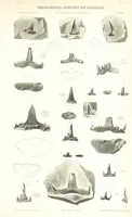 Picture 39 of 88 from Geological Survey of Illinois. A. H. Worthen, Director (1866), leaf 513