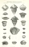 Picture 40 of 88 from Geological Survey of Illinois. A. H. Worthen, Director (1866), leaf 517