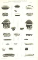 Picture 41 of 88 from Geological Survey of Illinois. A. H. Worthen, Director (1866), leaf 521