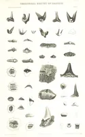 Picture 42 of 88 from Geological Survey of Illinois. A. H. Worthen, Director (1866), leaf 525