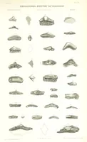 Picture 43 of 88 from Geological Survey of Illinois. A. H. Worthen, Director (1866), leaf 529