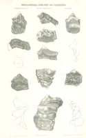 Picture 44 of 88 from Geological Survey of Illinois. A. H. Worthen, Director (1866), leaf 533