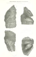 Picture 45 of 88 from Geological Survey of Illinois. A. H. Worthen, Director (1866), leaf 537