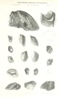 Picture 46 of 88 from Geological Survey of Illinois. A. H. Worthen, Director (1866), leaf 541