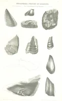 Picture 47 of 88 from Geological Survey of Illinois. A. H. Worthen, Director (1866), leaf 545