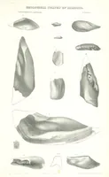 Picture 48 of 88 from Geological Survey of Illinois. A. H. Worthen, Director (1866), leaf 549