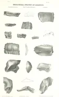 Picture 49 of 88 from Geological Survey of Illinois. A. H. Worthen, Director (1866), leaf 553