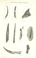 An illustration from Geological Survey of Illinois. A. H. Worthen, Director (1866)