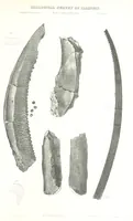 Picture 51 of 88 from Geological Survey of Illinois. A. H. Worthen, Director (1866), leaf 561