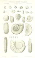 Picture 52 of 88 from Geological Survey of Illinois. A. H. Worthen, Director (1866), leaf 565