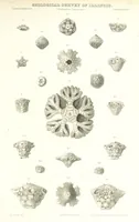 Picture 53 of 88 from Geological Survey of Illinois. A. H. Worthen, Director (1866), leaf 569