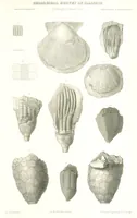 An illustration from Geological Survey of Illinois. A. H. Worthen, Director (1866)