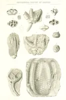 Picture 55 of 88 from Geological Survey of Illinois. A. H. Worthen, Director (1866), leaf 577