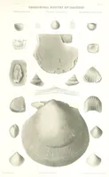 Picture 56 of 88 from Geological Survey of Illinois. A. H. Worthen, Director (1866), leaf 581