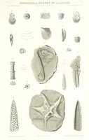 Picture 57 of 88 from Geological Survey of Illinois. A. H. Worthen, Director (1866), leaf 585