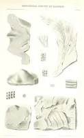 Picture 59 of 88 from Geological Survey of Illinois. A. H. Worthen, Director (1866), leaf 593