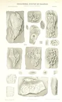 Picture 60 of 88 from Geological Survey of Illinois. A. H. Worthen, Director (1866), leaf 597
