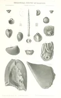An illustration from Geological Survey of Illinois. A. H. Worthen, Director (1866)