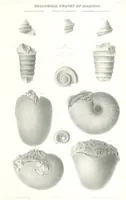 Picture 62 of 88 from Geological Survey of Illinois. A. H. Worthen, Director (1866), leaf 605