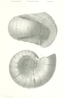 Picture 63 of 88 from Geological Survey of Illinois. A. H. Worthen, Director (1866), leaf 609