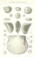 Picture 64 of 88 from Geological Survey of Illinois. A. H. Worthen, Director (1866), leaf 613