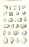 Picture 65 of 88 from Geological Survey of Illinois. A. H. Worthen, Director (1866), leaf 617