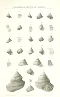 Picture 66 of 88 from Geological Survey of Illinois. A. H. Worthen, Director (1866), leaf 621