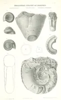 Picture 67 of 88 from Geological Survey of Illinois. A. H. Worthen, Director (1866), leaf 625